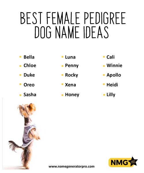 female-pedigree-dog-name-ideas